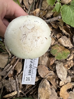  ( - HAY-F-001661)  @11 [ ] by-nc (2023) Bat Vardeh Fungal Diversity Survey