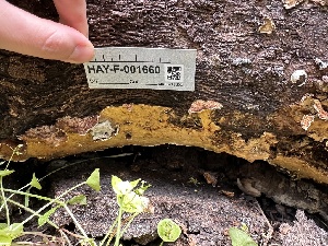  ( - HAY-F-001660)  @11 [ ] by-nc (2023) Bat Vardeh Fungal Diversity Survey