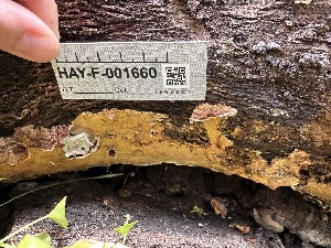  ( - HAY-F-001660)  @11 [ ] by-nc (2023) Bat Vardeh Fungal Diversity Survey