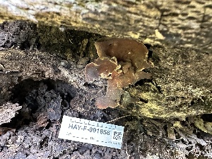  ( - HAY-F-001658)  @11 [ ] by-nc (2023) Bat Vardeh Fungal Diversity Survey