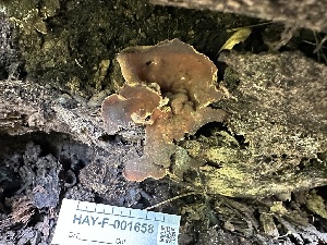  ( - HAY-F-001658)  @11 [ ] by-nc (2023) Bat Vardeh Fungal Diversity Survey
