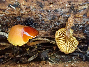  (Hymenogastraceae - HAY-F-003703)  @11 [ ] by-nc (2023) Dean Lyons Fungal Diversity Survey