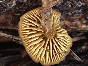  ( - HAY-F-003703)  @11 [ ] by-nc (2023) Dean Lyons Fungal Diversity Survey