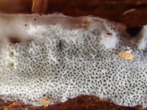  (Sidera sp. CA02 - HAY-F-003754)  @11 [ ] by-nc (2023) Dean Lyons Fungal Diversity Survey
