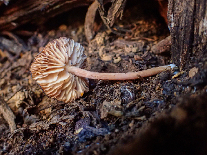  (Entoloma sp. CA22 - HAY-F-003751)  @11 [ ] by-nc (2023) Dean Lyons Fungal Diversity Survey