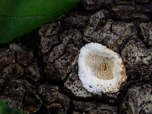  (Skeletocutis - HAY-F-003686)  @11 [ ] by-nc (2023) Dean Lyons Fungal Diversity Survey
