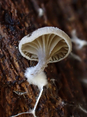  ( - HAY-F-003749)  @11 [ ] by-nc (2023) Dean Lyons Fungal Diversity Survey