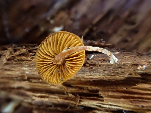  ( - HAY-F-003709)  @11 [ ] by-nc (2023) Dean Lyons Fungal Diversity Survey
