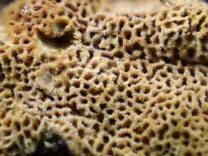  ( - HAY-F-003725)  @11 [ ] by-nc (2023) Dean Lyons Fungal Diversity Survey