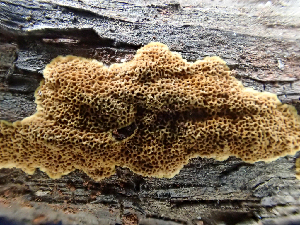  ( - HAY-F-003725)  @11 [ ] by-nc (2023) Dean Lyons Fungal Diversity Survey