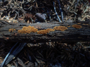  ( - HAY-F-003725)  @11 [ ] by-nc (2023) Dean Lyons Fungal Diversity Survey