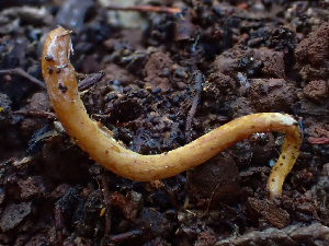  (Clavulinopsis sp. CA03 - HAY-F-003726)  @11 [ ] by-nc (2023) Dean Lyons Fungal Diversity Survey
