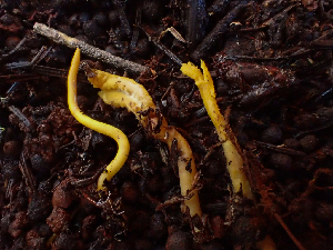  (Clavulinopsis - HAY-F-003728)  @11 [ ] by-nc (2023) Dean Lyons Fungal Diversity Survey