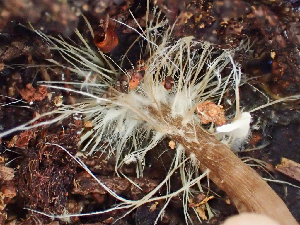  ( - HAY-F-003723)  @11 [ ] by-nc (2023) Dean Lyons Fungal Diversity Survey