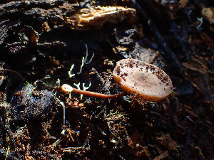  ( - HAY-F-003723)  @11 [ ] by-nc (2023) Dean Lyons Fungal Diversity Survey