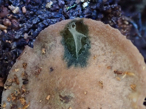  ( - HAY-F-003723)  @11 [ ] by-nc (2023) Dean Lyons Fungal Diversity Survey