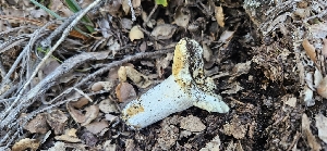  (Russula sp. CA07 - HAY-F-002177)  @11 [ ] by-nc (2023) Thea Chesney Fungal Diversity Survey