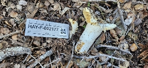  ( - HAY-F-002177)  @11 [ ] by-nc (2023) Thea Chesney Fungal Diversity Survey