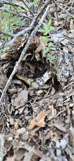  ( - HAY-F-002177)  @11 [ ] by-nc (2023) Thea Chesney Fungal Diversity Survey