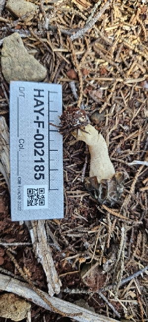  ( - HAY-F-002185)  @11 [ ] by-nc (2023) Thea Chesney Fungal Diversity Survey
