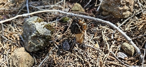  ( - HAY-F-002185)  @11 [ ] by-nc (2023) Thea Chesney Fungal Diversity Survey