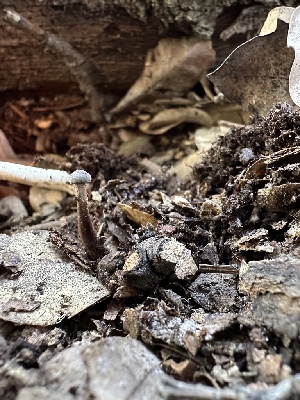  ( - HAY-F-001310)  @11 [ ] by-nc (2023) Aaron Tupac Fungal Diversity Survey