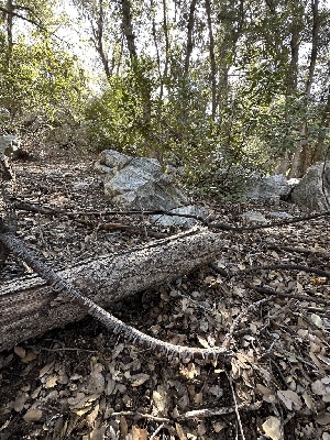  ( - HAY-F-001310)  @11 [ ] by-nc (2023) Aaron Tupac Fungal Diversity Survey