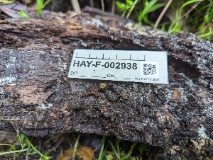  ( - HAY-F-002938)  @11 [ ] by-nc (2023) Stu Pickell Fungal Diversity Survey