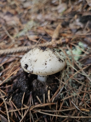  ( - HAY-F-000741)  @11 [ ] by (2023) Mandy Hackney Fungal Diversity Survey