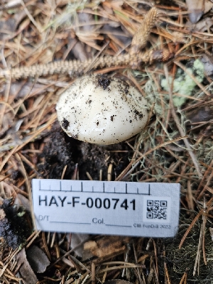 ( - HAY-F-000741)  @11 [ ] by (2023) Mandy Hackney Fungal Diversity Survey