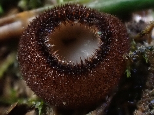  (Humaria sp. hemisphaerica-PNW01 - HAY-F-000738)  @11 [ ] by (2023) Mandy Hackney Fungal Diversity Survey