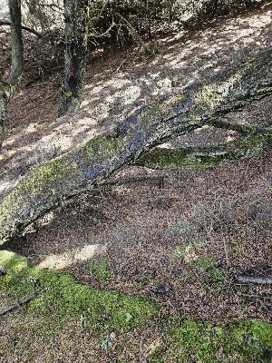  ( - HAY-F-000738)  @11 [ ] by (2023) Mandy Hackney Fungal Diversity Survey