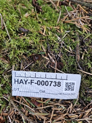  ( - HAY-F-000738)  @11 [ ] by (2023) Mandy Hackney Fungal Diversity Survey