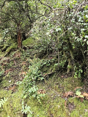  ( - HAY-F-000739)  @11 [ ] by (2023) Mandy Hackney Fungal Diversity Survey