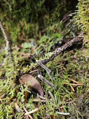  ( - HAY-F-000739)  @11 [ ] by (2023) Mandy Hackney Fungal Diversity Survey