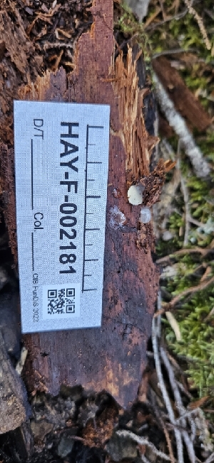  ( - HAY-F-002181)  @11 [ ] by-nc (2023) Thea Chesney Fungal Diversity Survey