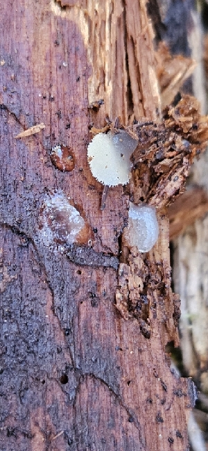  ( - HAY-F-002181)  @11 [ ] by-nc (2023) Thea Chesney Fungal Diversity Survey