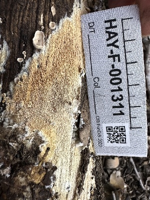  (Steccherinum sp. CA05 - HAY-F-001311)  @11 [ ] by-nc (2023) Aaron Tupac Fungal Diversity Survey