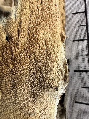  ( - HAY-F-001311)  @11 [ ] by-nc (2023) Aaron Tupac Fungal Diversity Survey