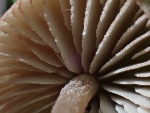  ( - HAY-F-000757)  @11 [ ] by (2023) Mandy Hackney Fungal Diversity Survey