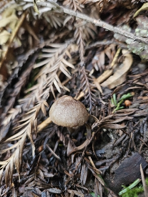  ( - HAY-F-000757)  @11 [ ] by (2023) Mandy Hackney Fungal Diversity Survey