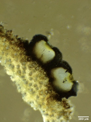  ( - HAY-F-002648)  @11 [ ] c (2023) Rudy Diaz Fungal Diversity Survey