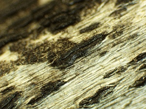  ( - HAY-F-002648)  @11 [ ] c (2023) Rudy Diaz Fungal Diversity Survey