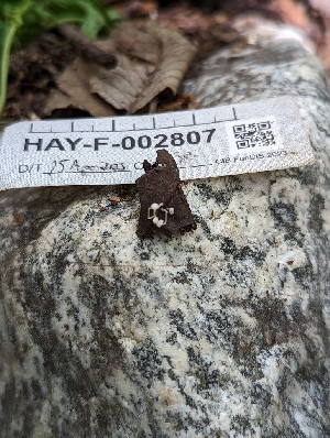  ( - HAY-F-004867)  @11 [ ] by-nc (2023) Stu Pickell Fungal Diversity Survey
