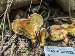  ( - HAY-F-005306)  @11 [ ] by-nc (2023) Stu Pickell Fungal Diversity Survey