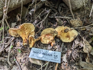  ( - HAY-F-005306)  @11 [ ] by-nc (2023) Stu Pickell Fungal Diversity Survey