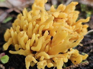  ( - HAY-F-000744)  @11 [ ] by (2023) Mandy Hackney Fungal Diversity Survey