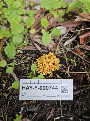  ( - HAY-F-000744)  @11 [ ] by (2023) Mandy Hackney Fungal Diversity Survey