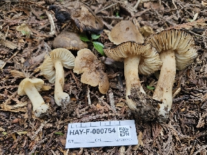  ( - HAY-F-000754)  @11 [ ] by (2023) Mandy Hackney Fungal Diversity Survey