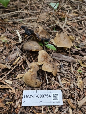  ( - HAY-F-000754)  @11 [ ] by (2023) Mandy Hackney Fungal Diversity Survey
